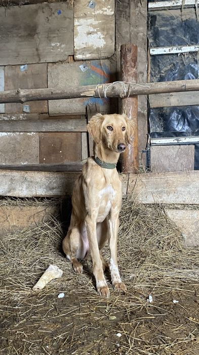 Казакски тазы собока