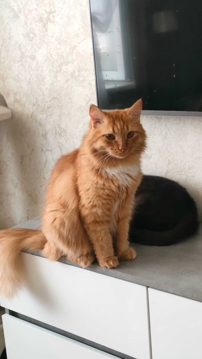 Отдам красивого кота в добрые руки