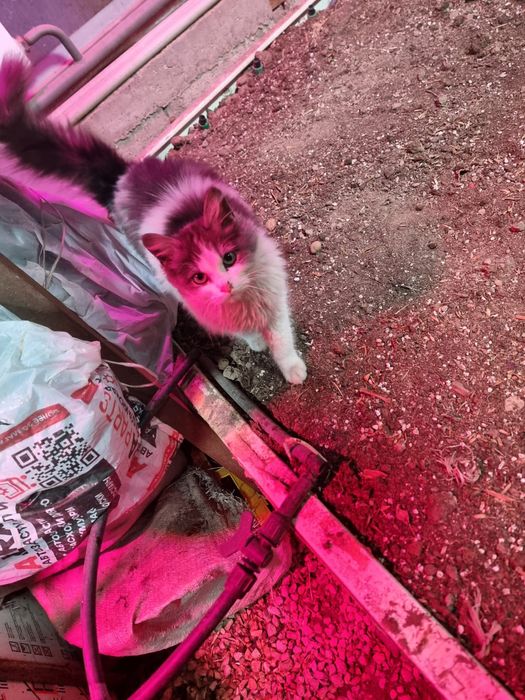 Отдам котёнка в хорошие руки