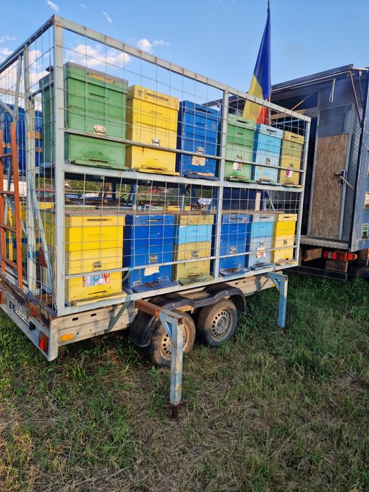 Vand familii   albine  împreună cu rastel si remorca