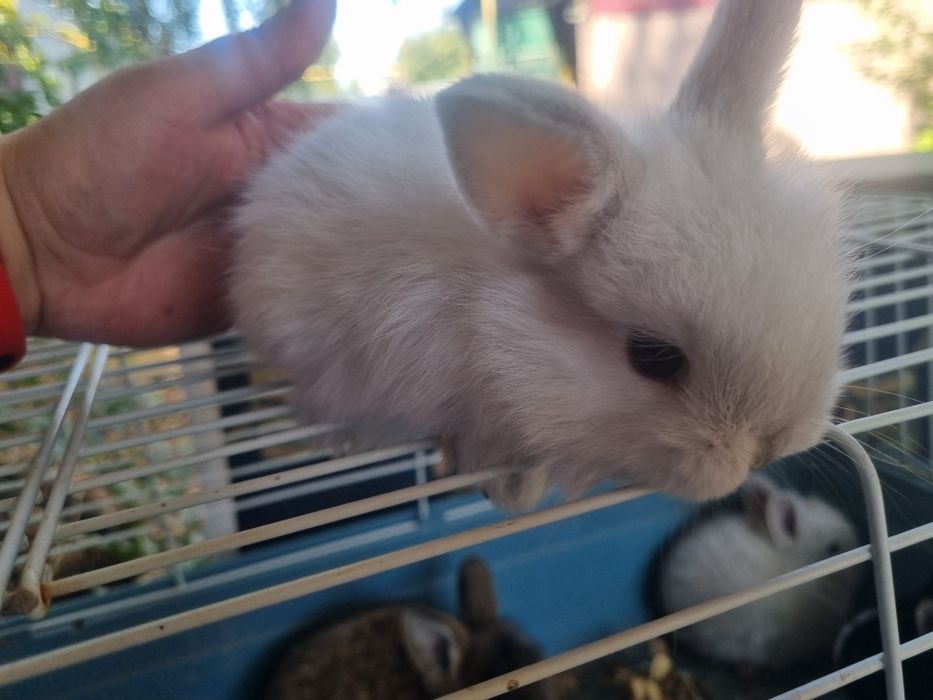 Продам декоративных кроликов