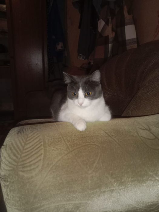 Пристатваются молодые кошки