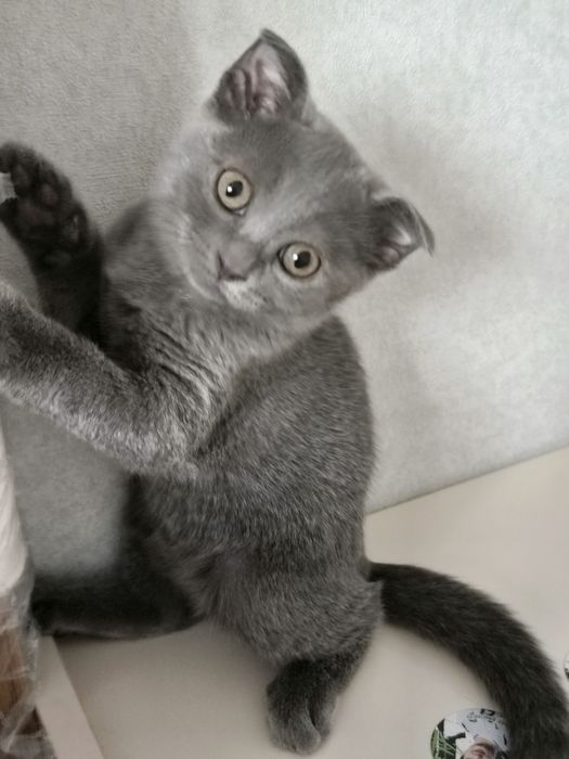 Шотландский вислоухий котёнок