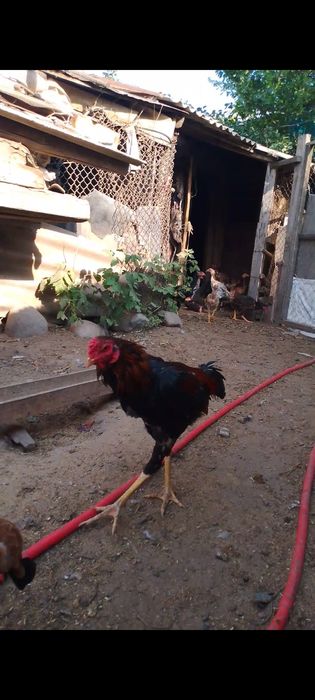 Продам Вьетнамца хороших кровей!