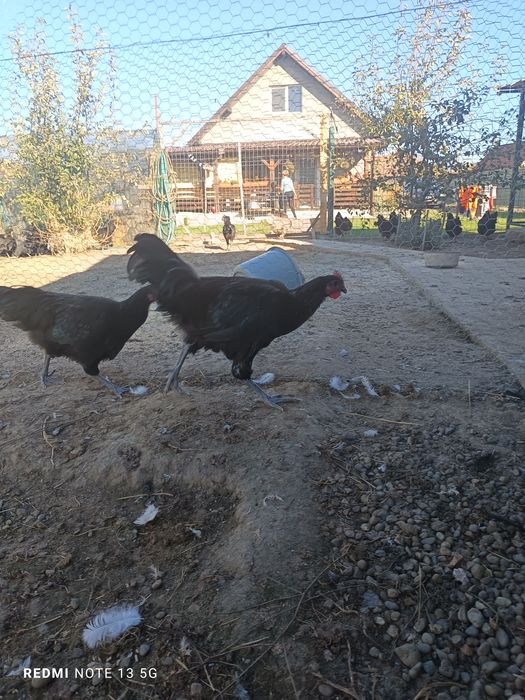 Cocosi australorp