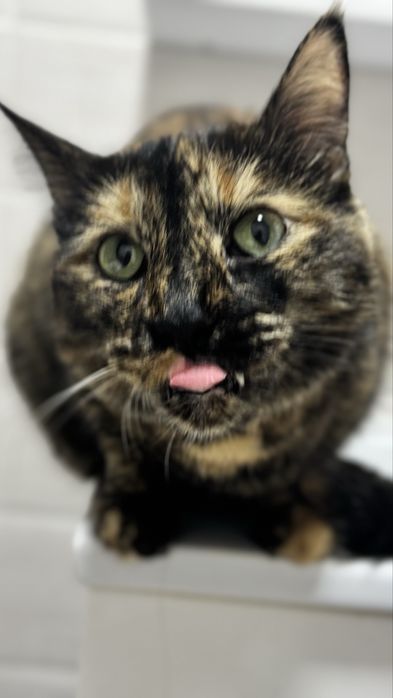 Отдам кошку в добрые руки