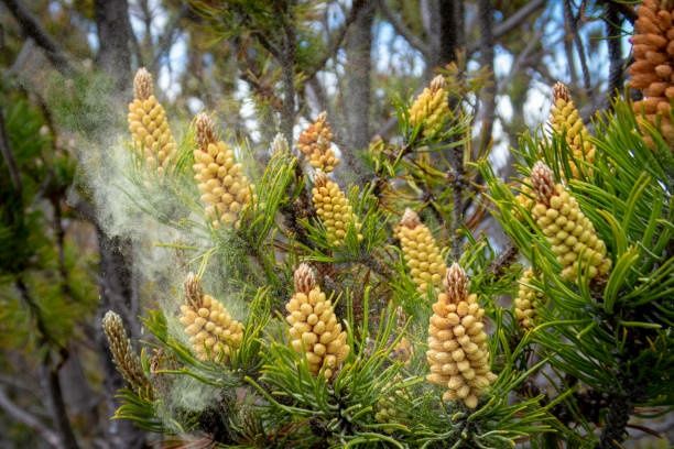 Боров прашец суров веган , Български