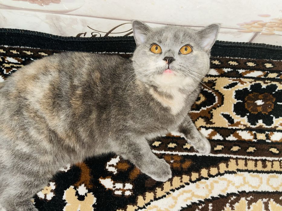 Срочно продается кошка! Британская короткошерстная!
