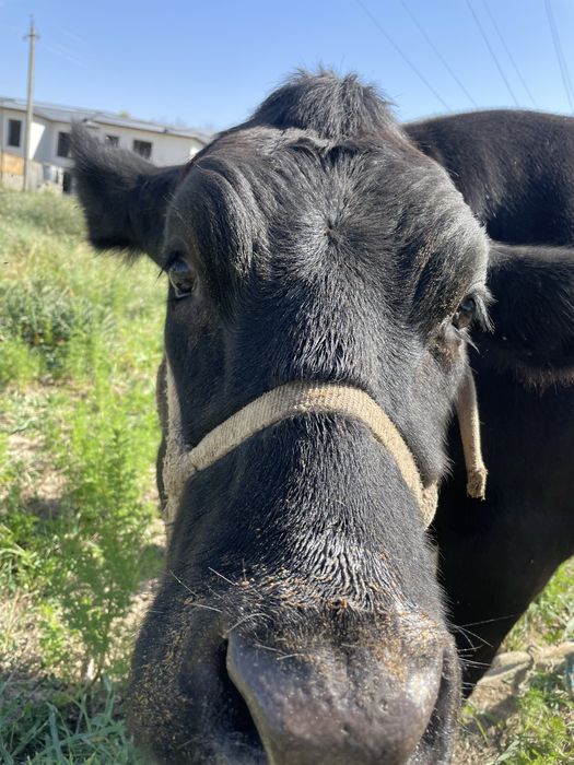 Angus Onasi 15 L sut beradi