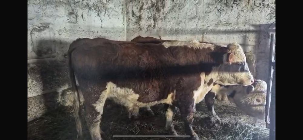 Ақбас бұқалар сатылады. 2 бас . 1 категория