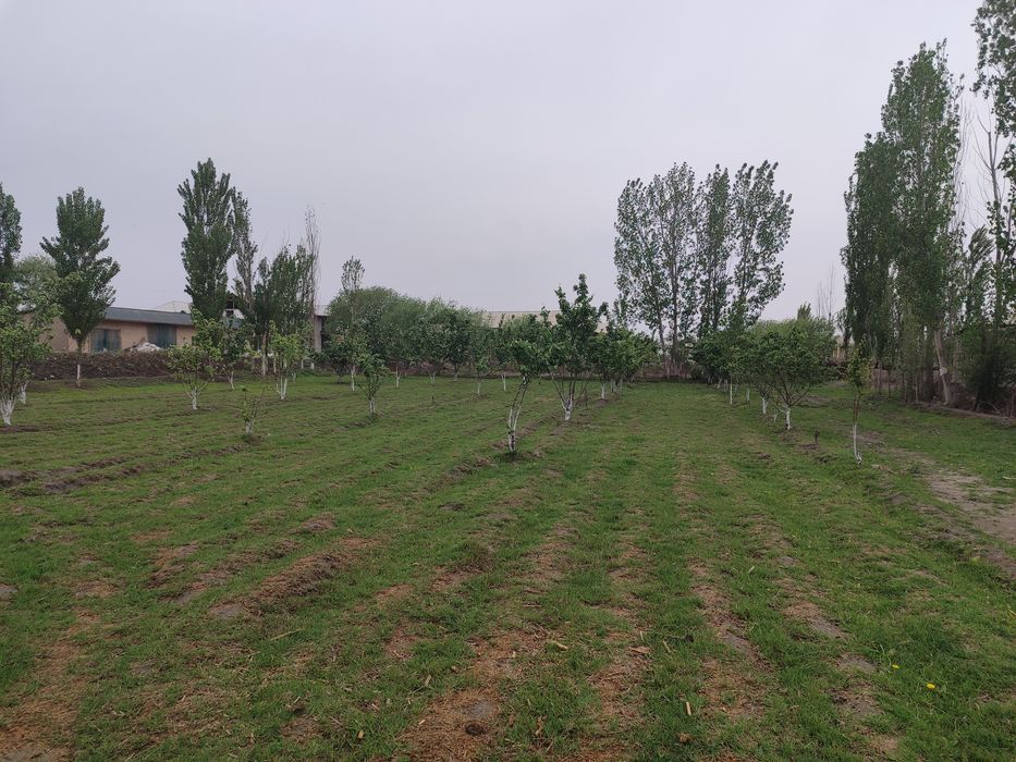 Yer aholini ichida bogʻ chaga 100 metr