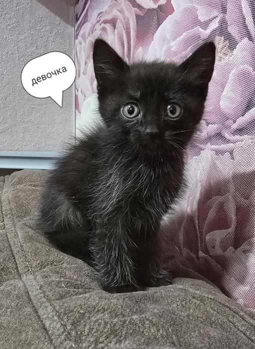 Котята шотландцы.