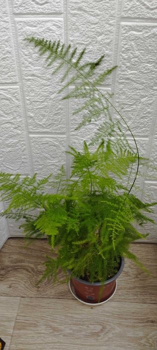 Цветя за продажба!