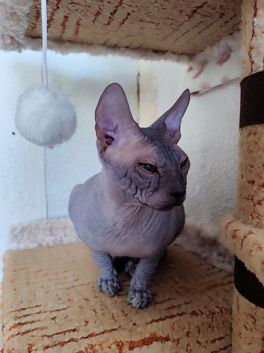Сфинкс канадский, кот 7 месяцев