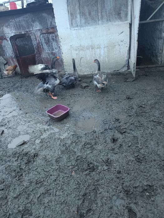 Vând familie de gâște