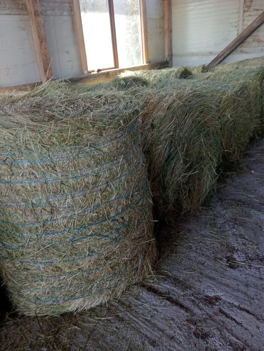 Vând baloți lucernǎ 2026- Sǎlaj, 250 lei bucata