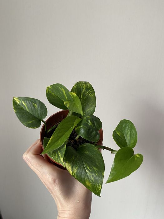 Голфингер лиана лиана