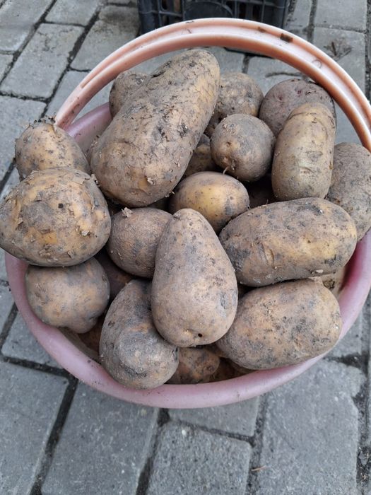 Продам картофель