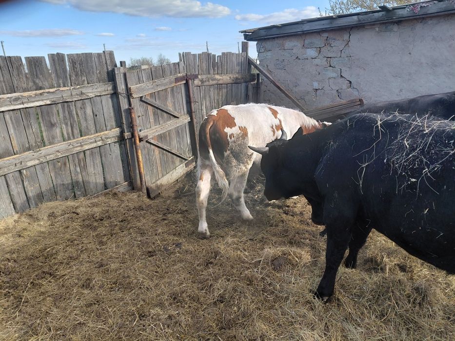 Продам быков в количестве 7 голов