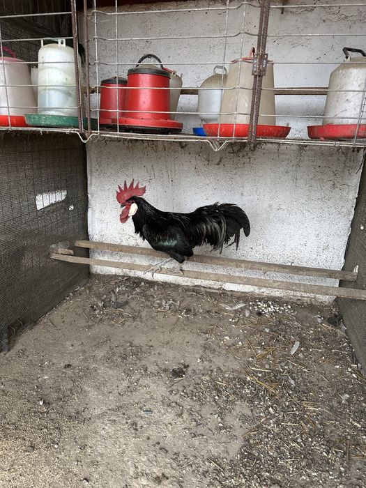 Cocos minorca din 2024