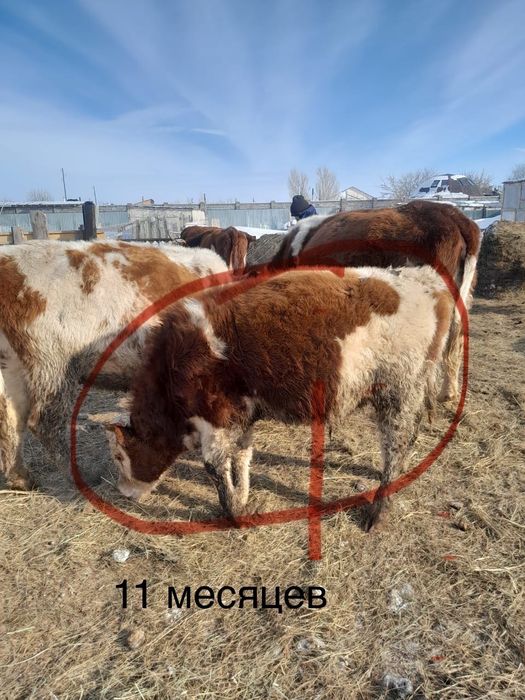 Продам Быков, поселок Кабанбай батыра