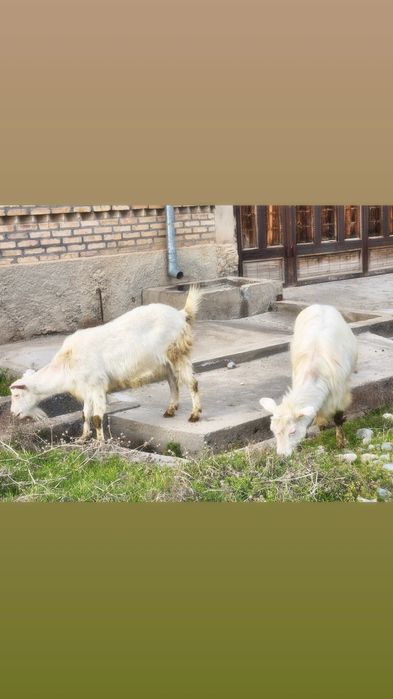 Зотли  Российский Эчки