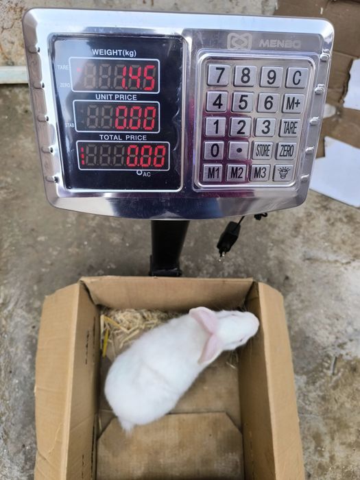 Hikol quyonlar sotuvda