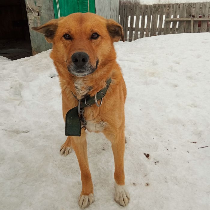 Отдам подросшего щенка. Бесплатно.