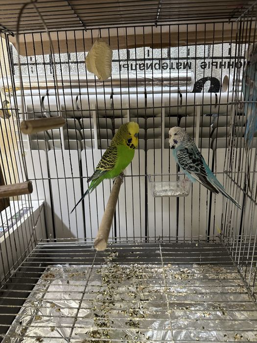 Папугайла Сотилади