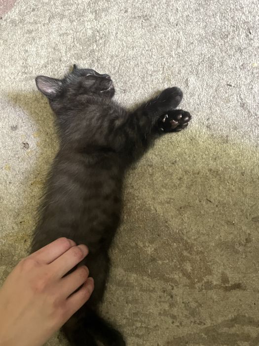 Продам чёрного котика мальчика