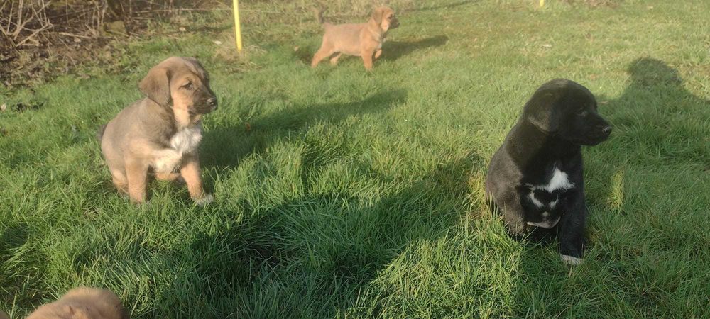 Cățeluși metis vizsla