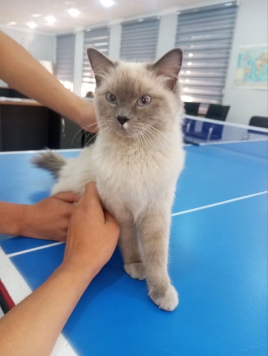 Регдолл мушук  кулга  ургатилга