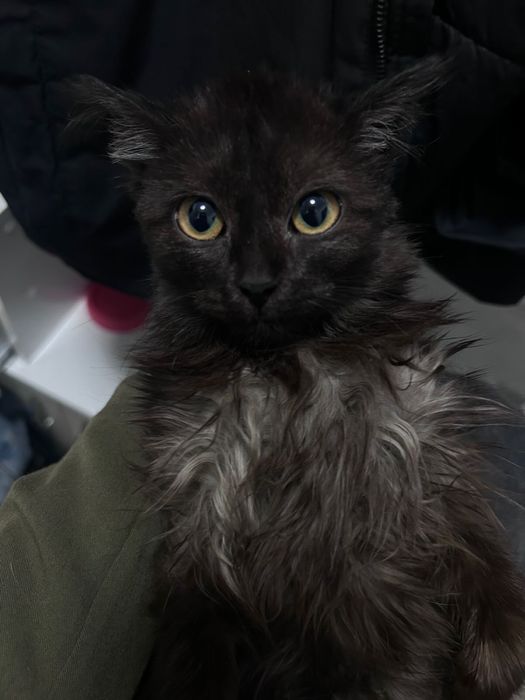 отдаем кошечку тучка