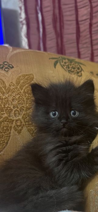 Отдам котенка в добрые руки