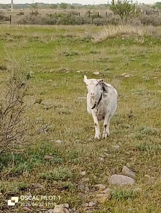 Продам    козлят