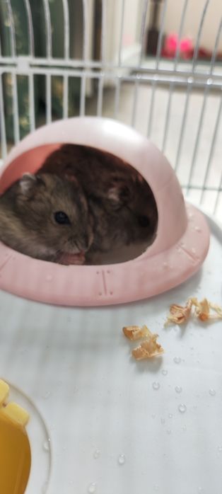 Продам хомяк хороши мама и сын