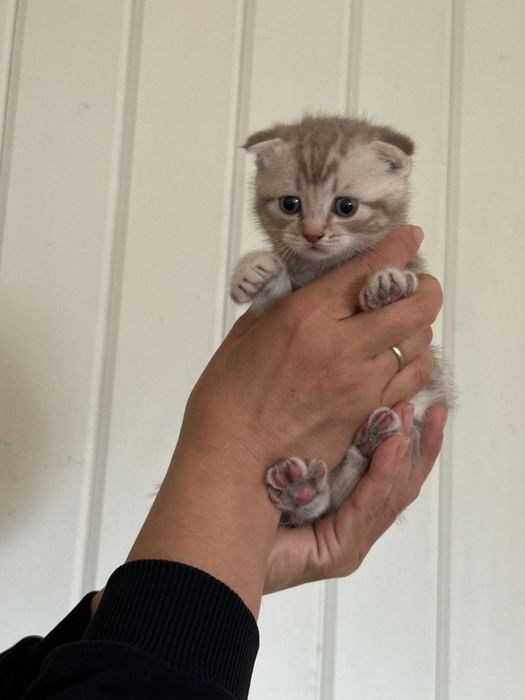 Котята вислоухие