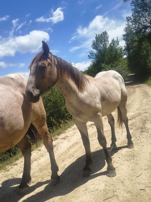Disponibil mânz de un an și 3 luni