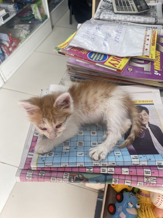 Котенок мальчик