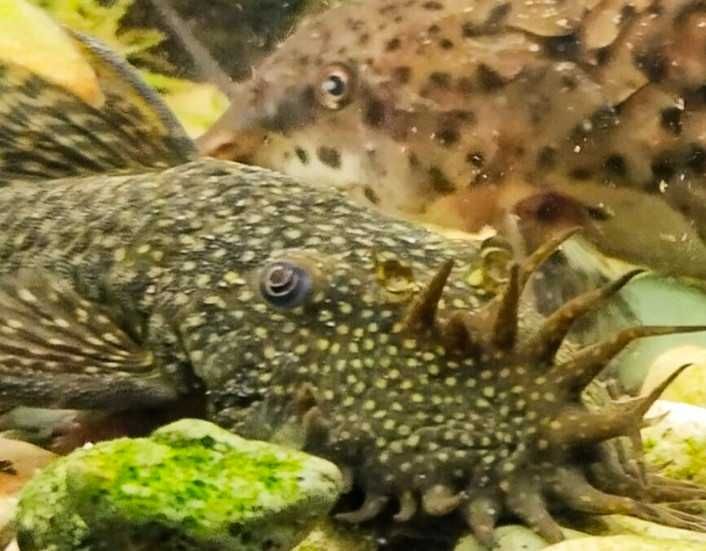 Анциструс взрослые самцы