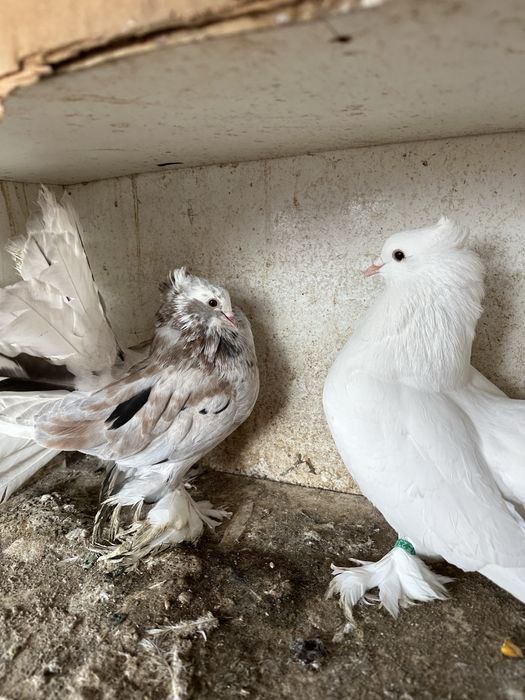 Disponibila pereche voltati indieni almond