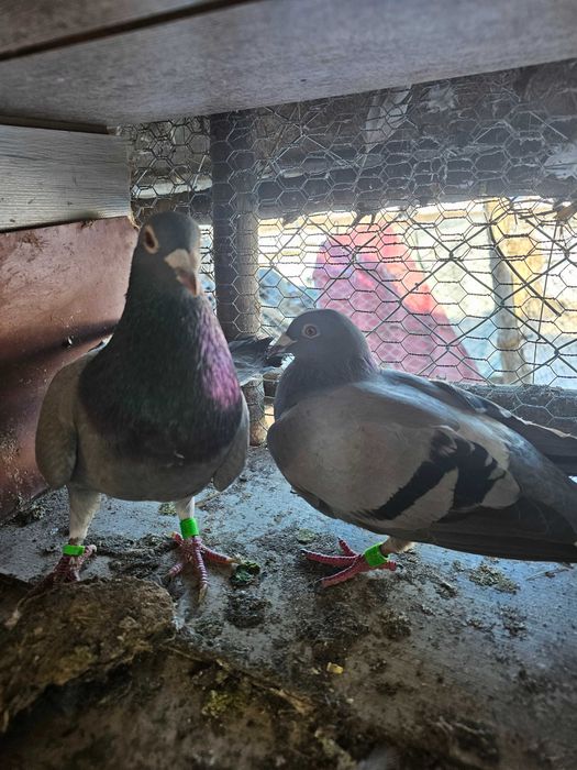 Porumbei de vânzare