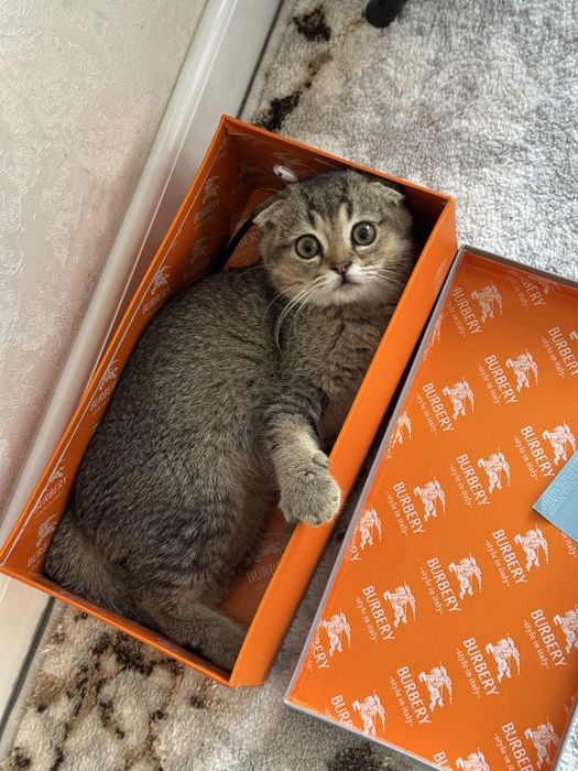 Котенок Скотиш Фолд Шиншилла