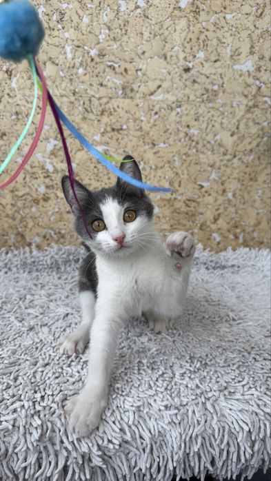 Котенок, девочка, 3,5 месяца