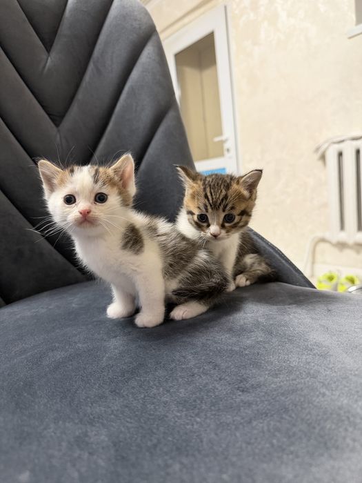 Котята 1,5 месяц