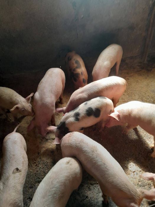 Домашни малки прасенца