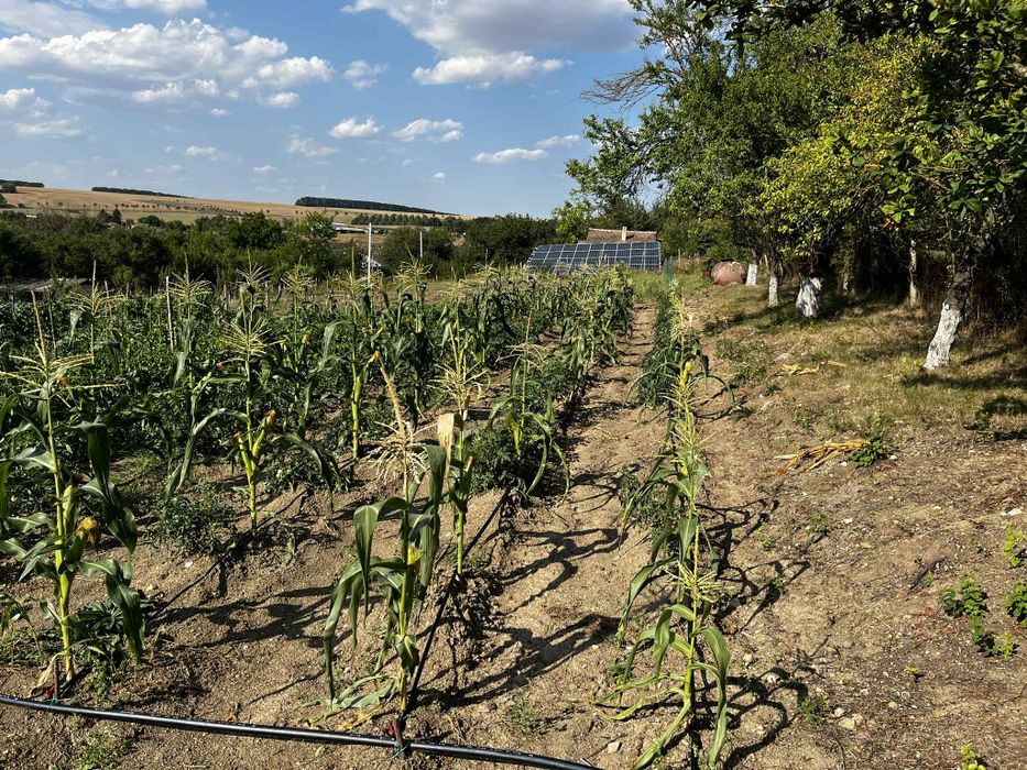 Продава се Парцел в с. Одринци, Област Добрич - 1240 кв.м за 9 €/кв.м - Снимка #7