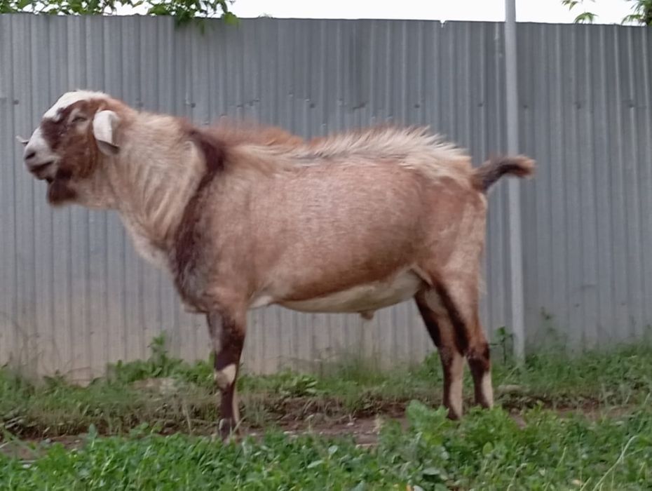 породыныи Теке сатылады