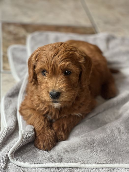 Goldendoodle F1B fetita superba
