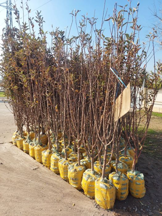 gelos olma kuchatlar bor yana boshqa mevalig kuchatlar xam bor